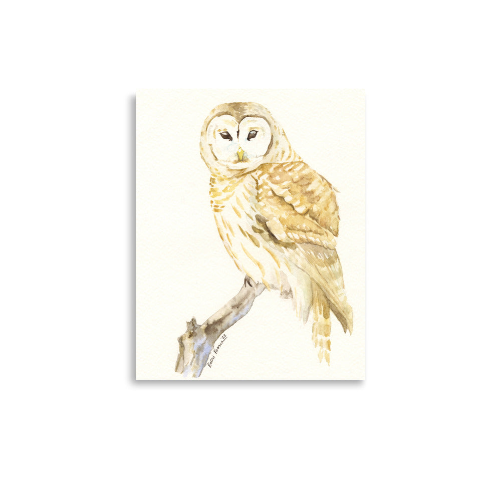 Barred Owl