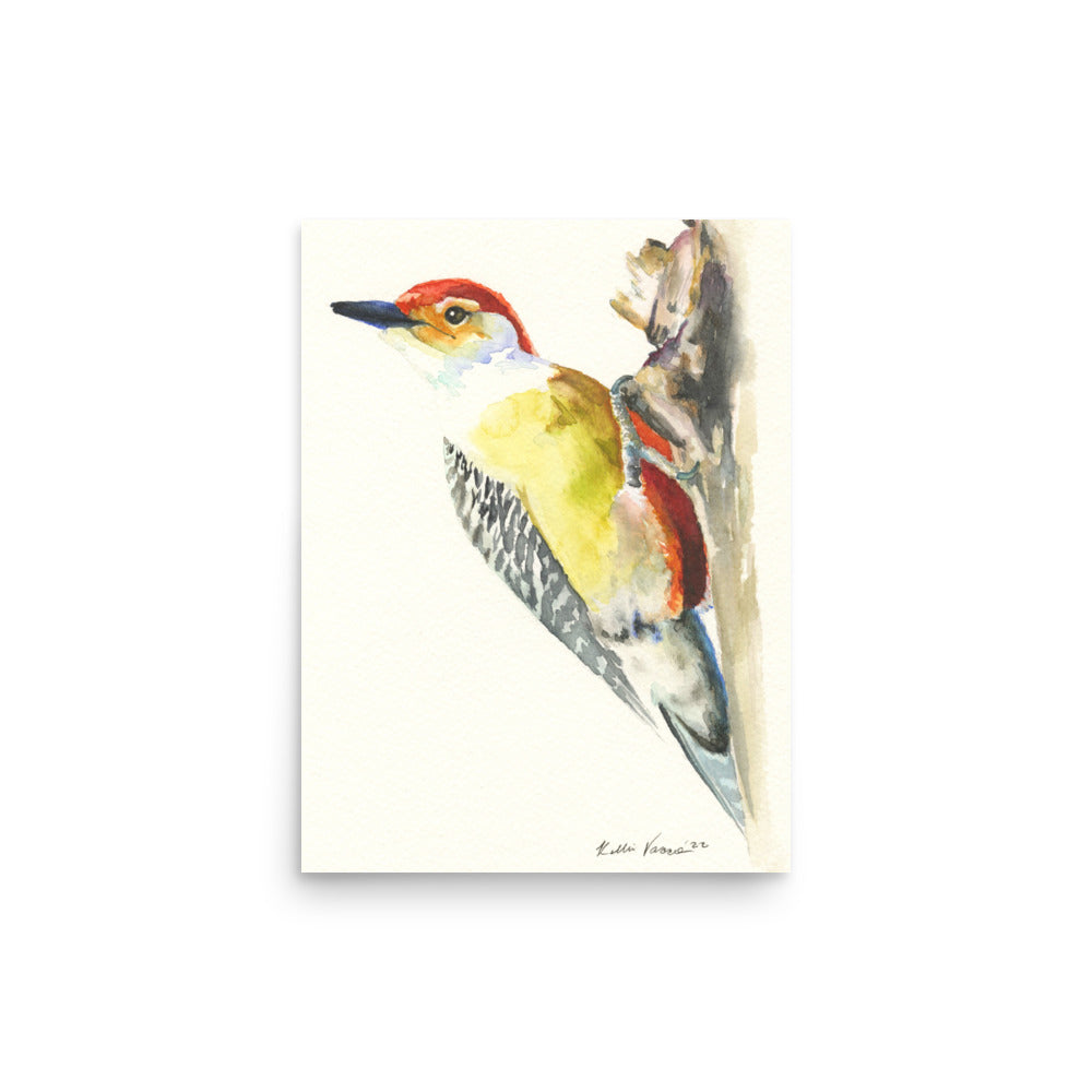 Red Bellied Wood Pecker