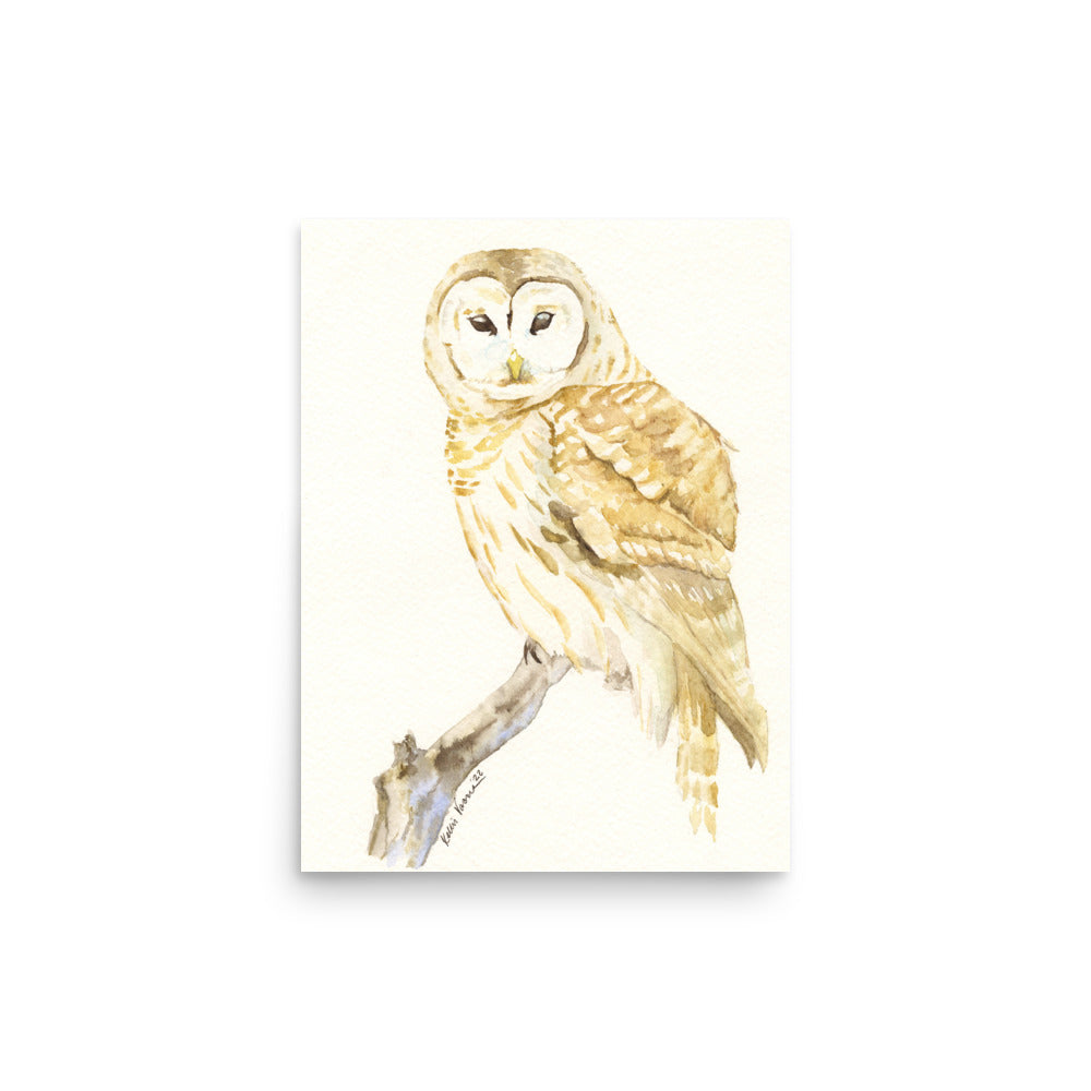 Barred Owl