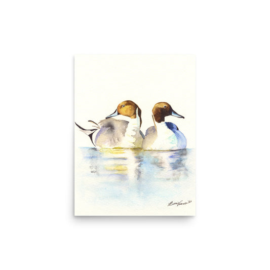 Pintails