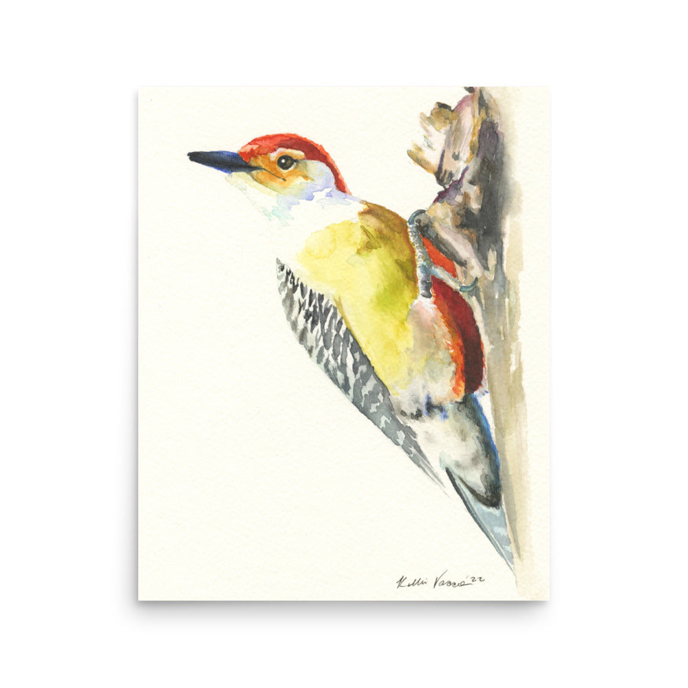 Red Bellied Wood Pecker