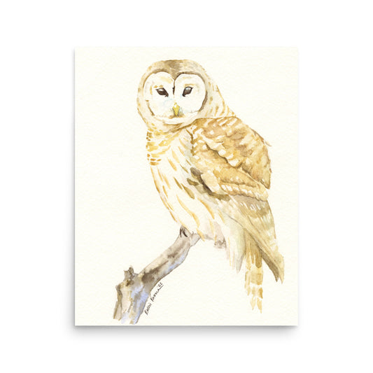 Barred Owl