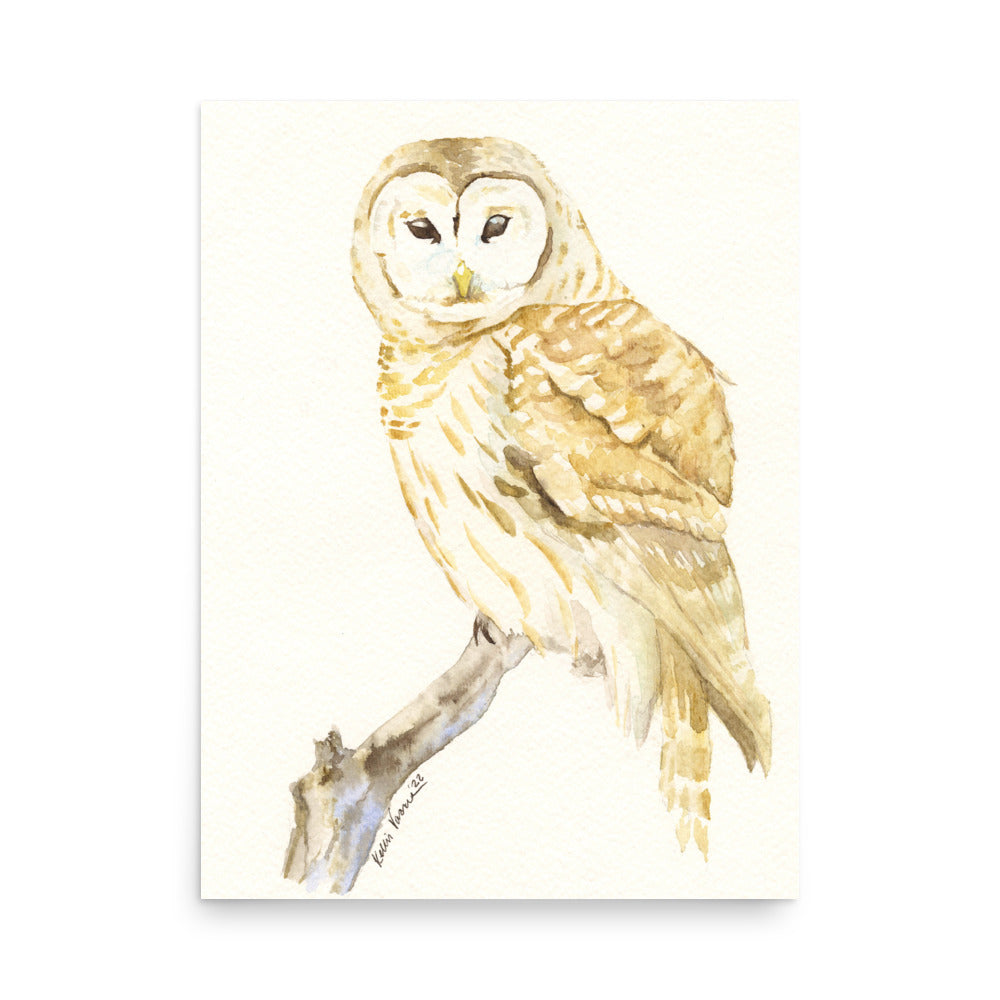 Barred Owl