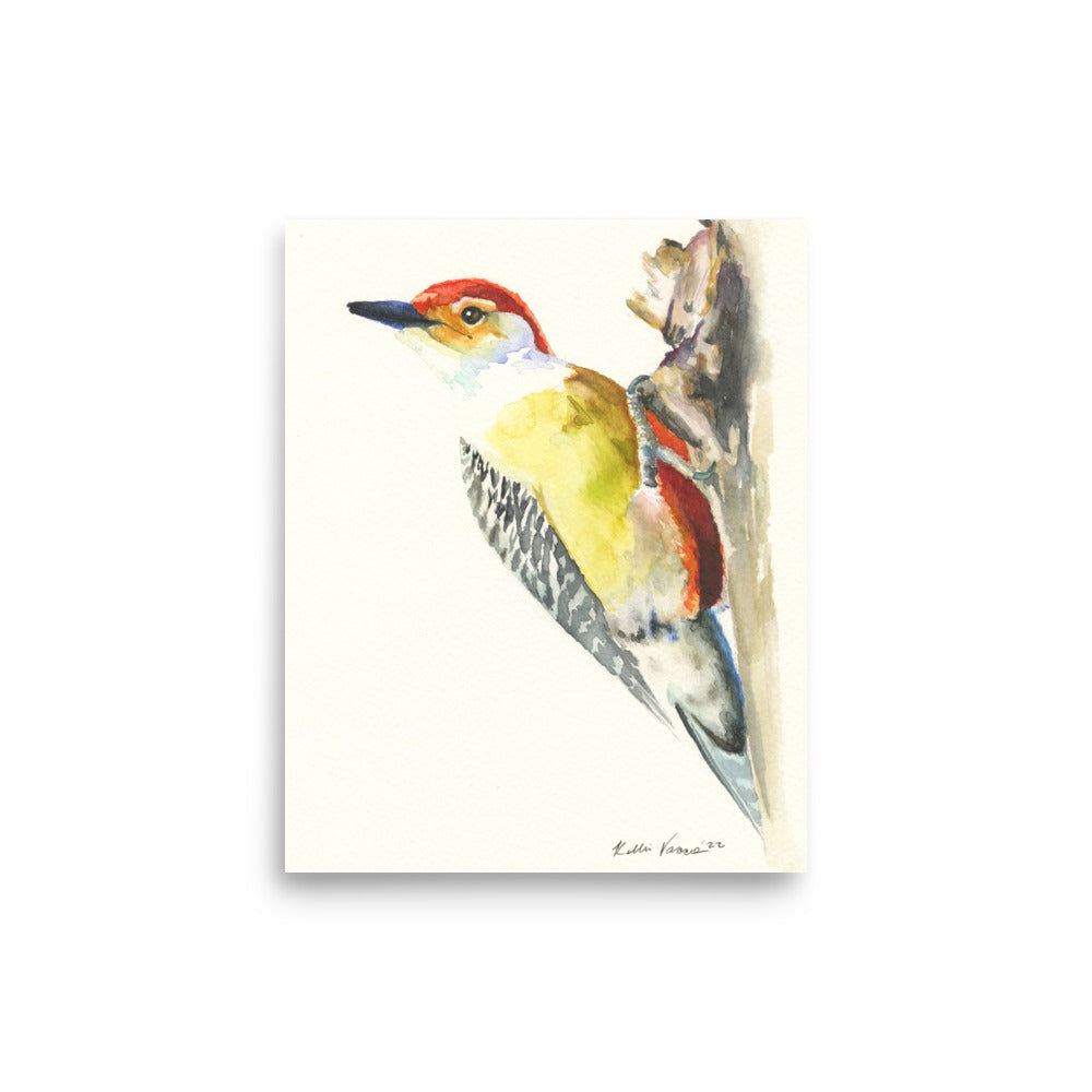 Red Bellied Wood Pecker