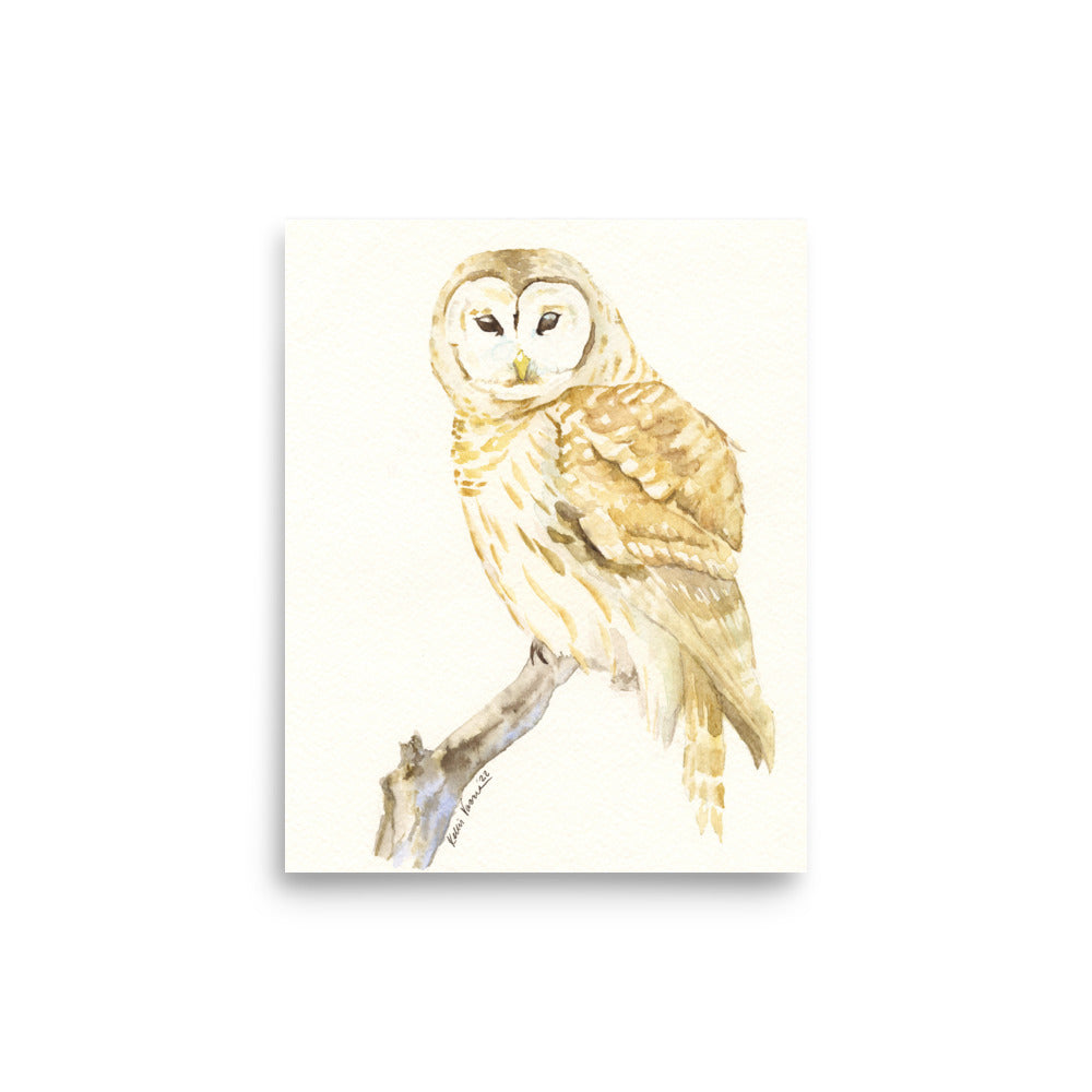 Barred Owl